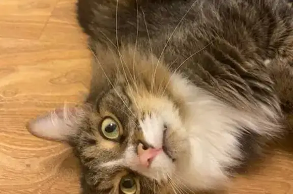 Кошки потеряшки, Королёв, фото: Потеряшка кошка, Королёв, Воровского 7