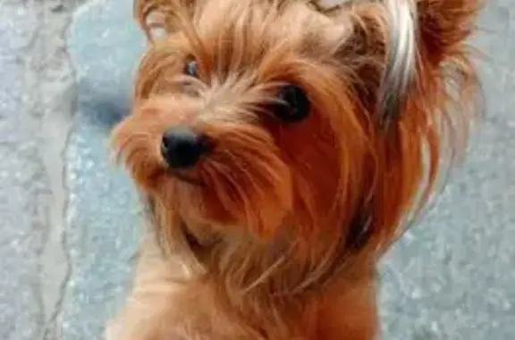 Собака найдена: ул. Ленина, 50, Железногорск