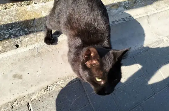 Пропала кошка, Музейный переулок, 8, Анапа
