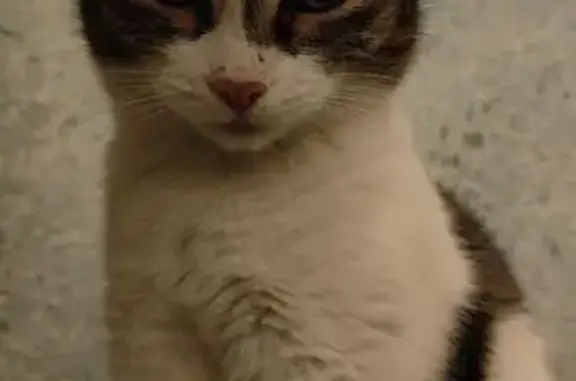 Кошки потеряшки, Томск, фото: Потеряшка кошка, Усова 21, Томск