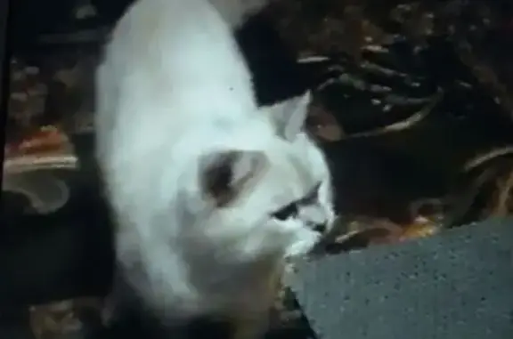 Пропала кошка, ул. Маяк Снт, 1