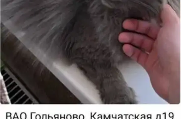 Пропала кошка, Камчатская ул. 19, Москва