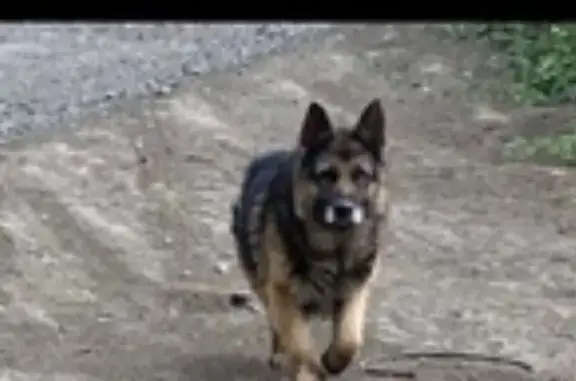 Найдена собака, Щербаково, фото: Найдены собаки, Щербаково, Ростовская обл.