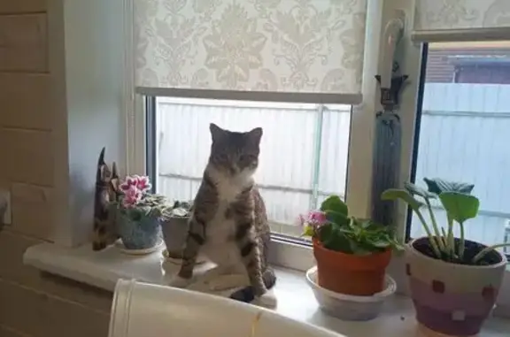 Кошки потеряшки, , фото: Потеряшка кошка, Шеметово, МО