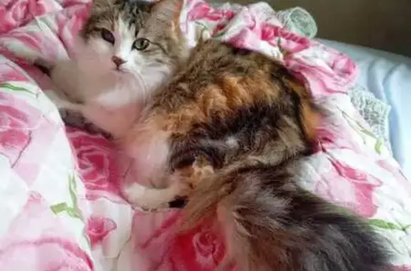 Кошки потеряшки, Новороссийск, фото: Потеряшка кошка, Мичуринский пер. 4, Новороссийск