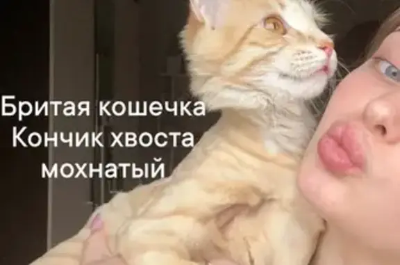 Пропала кошка на Пушкина, 10, Заволжье