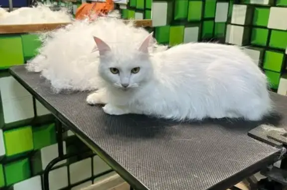 Потерянные животные Тверь, фото: Пропала кошка, ул. Тельмана 21, Тверь