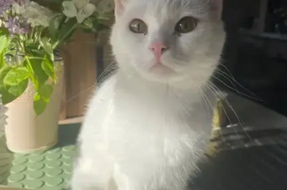 Кошки потеряшки, Калуга, фото: Потеряшка белая кошка, Чистые Ключи 5А