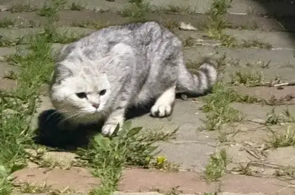 Найдена кошка, Нижегородская область, фото: Найдена кошка в Гриденино, Нижегородская обл.