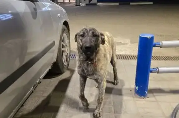 Собака найдена на Старицком шоссе, 3