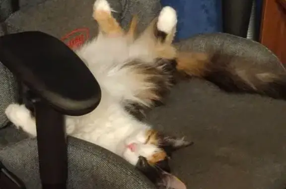 Кошки потеряшки, Конаково, фото: Потеряшка кошка, ул. Пестеля 30, Конаково