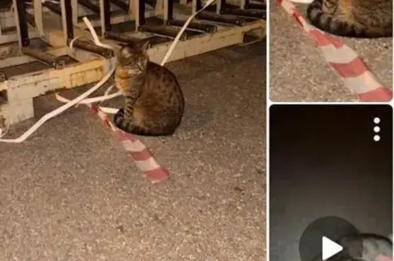 Найдена серая кошка, Ореховый бул., 25