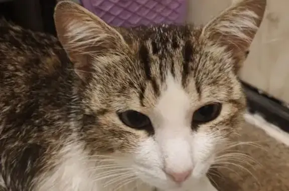 Кошка найдена на ш. Революции, 21к2