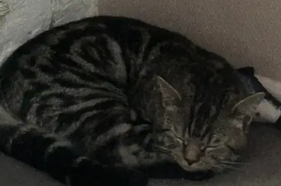 Кошки потеряшки, Новороссийск, фото: Потеряшка кошка, ул. Чкалова, 13, Цемдолина