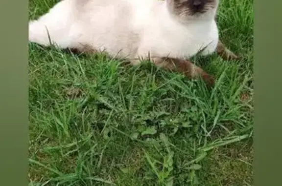 Кошки потеряшки, Кадников, фото: Потеряшка сиамский кот, Советская 26, Кадников