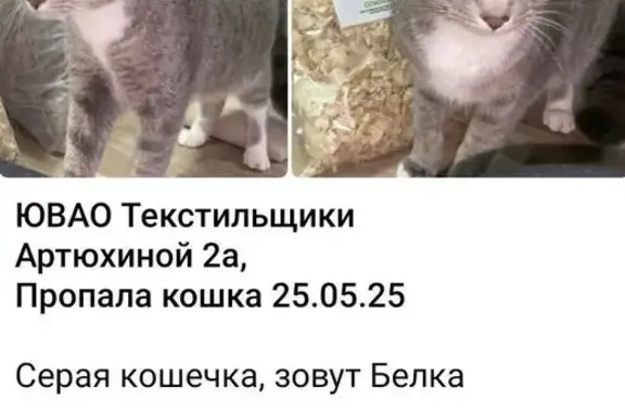 Пропала кошка, ул. Артюхиной, 2, Москва