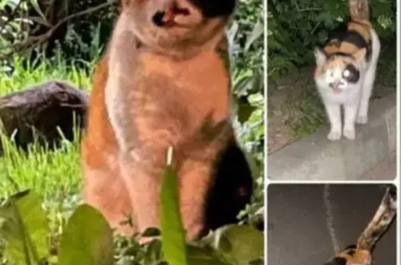 Трёхцветная кошка найдена на Кетчерской 16