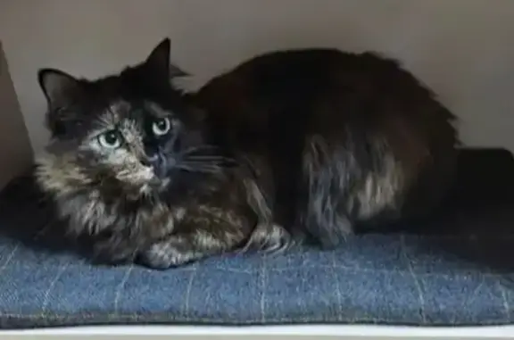 Кошки потеряшки, Москва, фото: Потеряшка кошка на Ангарской улице, Москва