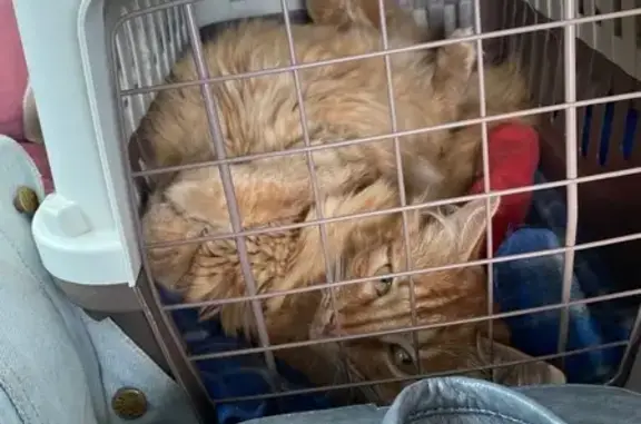 Пропали коты у дороги Шимск-Медведь
