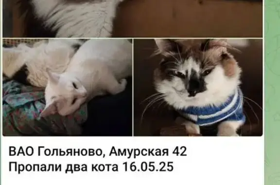 Пропала кошка, Амурская ул. 42, Москва