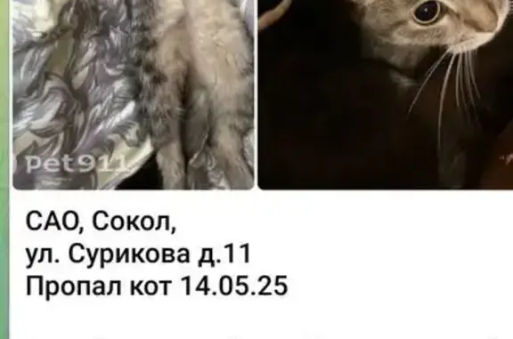 Пропала кошка, ул. Сурикова 11, Москва