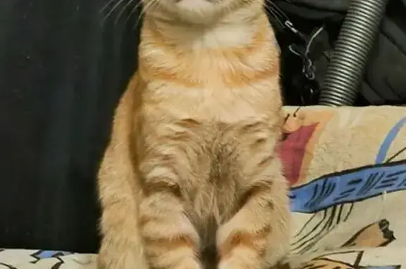 Кошки потеряшки, Москва, фото: Потеряшка рыжий кот на Молдагуловой, 30