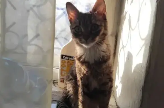 Пропала кошка, пр-т Дружбы, 3, Новокузнецк