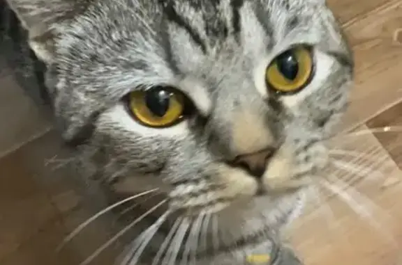 Кошки потеряшки, Цемдолина, фото: Потеряшка кошка, Чкалова 22, Цемдолина