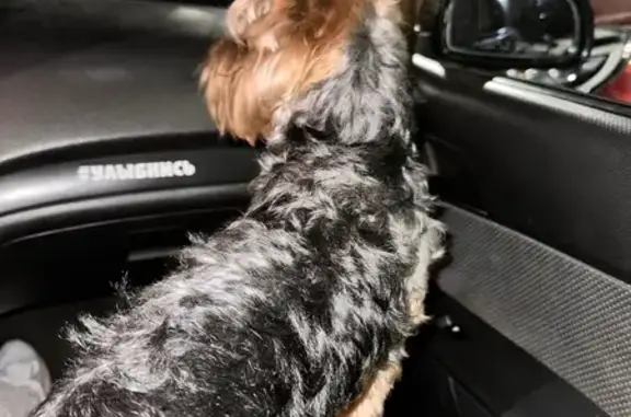 Йоркширский терьер найден на Дериглазова, 37