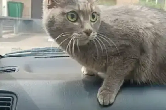 Найденные животные Красноярск, фото: Кошка найдена: ул. Батурина 36, Красноярск