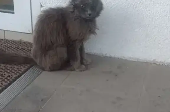 Найдена кошка, Завьялово, фото: Кошка найдена у Отеля, Каменская 13, Завьялово