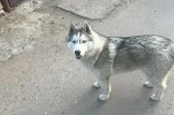 Найден хаски, Приветливая 1, Ростов-на-Дону
