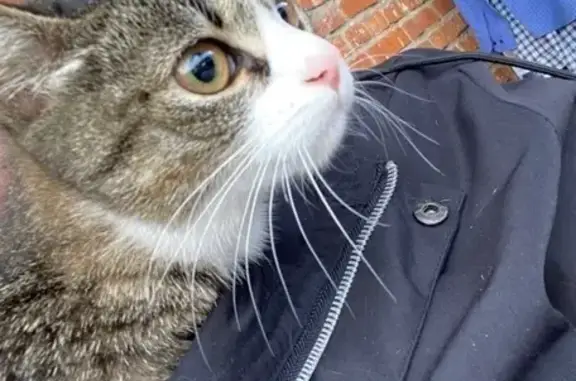 Потерянные животные Елец, фото: Пропала кошка Буся, Черокманова 25, Елец