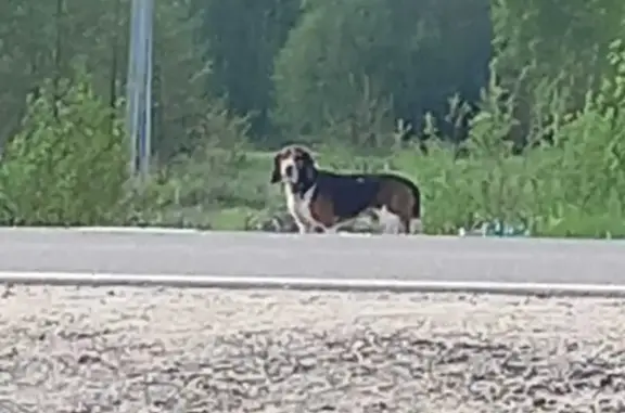 Найдена собака, Московская область, фото: Найден бигль в Овсянниково, МО