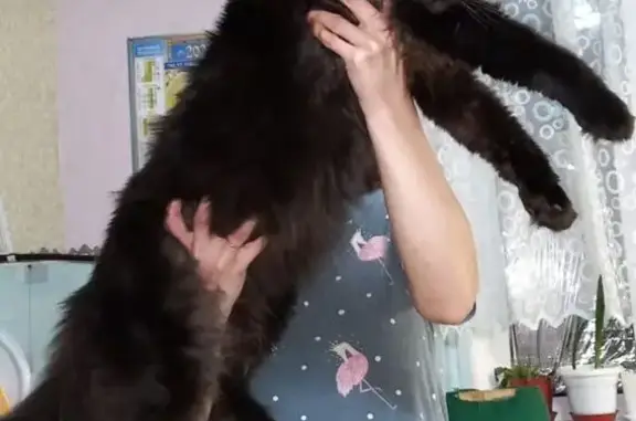 Пропала чёрная кошка, Зеленый пер., 66