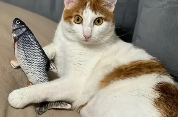 Кошки потеряшки, Емельяново, фото: Потеряшка кот Мусик, 5-я Садовая ул.