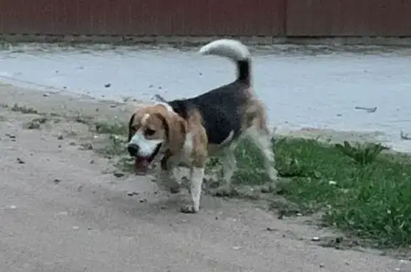 Найдена собака, Боровая, фото: Собака найдена на Нижней Боровой, Смоленск