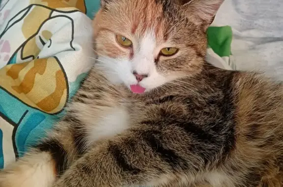 Кошки потеряшки, Гусиноозерск, фото: Потеряшка кошка, Центр. ул. 14а, Гусиноозерск