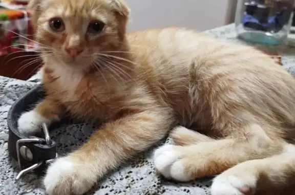 Кошки потеряшки, Навля, фото: Потеряшка кошка, ул. Калинина 2, Навля