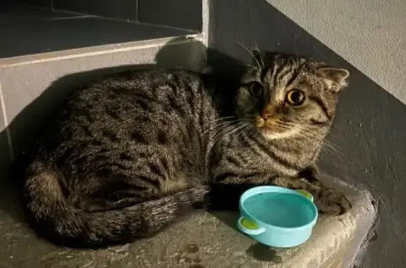 Кошка найдена: 1-й Школьный пр., 3, Тамбов