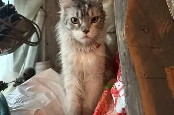 Найдена кошка, Санкт-Петербург, фото: Найдена кошка, Лесной пр., 88А, СПб