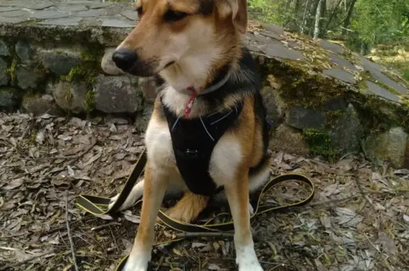 Собаки потеряшки, Переславль-Залесский, фото: Потеряшка собака, Красный переулок, 10а