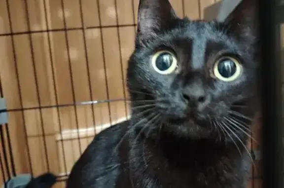 Найдена кошка, Астрахань, фото: Кошка найдена: ул. Яблочкова 21, Астрахань