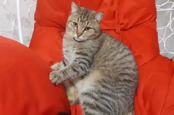 Кошки потеряшки, Сатка, фото: Потеряшка кошка, Российская 5, Сатка