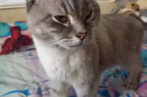 Серый кот найден: Бурмистрова, 6А, Пенза