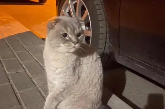Шотландская кошка найдена в Видном, ул. Им, 8