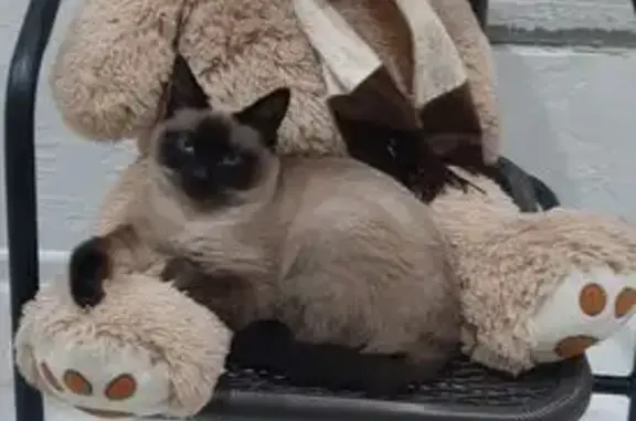 Кошки потеряшки, Московская область, фото: Потеряшка тайский кот, Дмитровка, МО