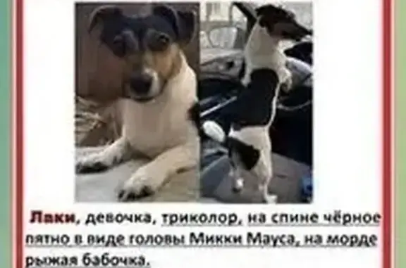 Пропала собака, шоссе Энтузиастов, 98