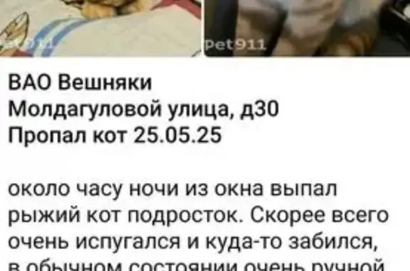 Пропала кошка, ул. Молдагуловой, 30