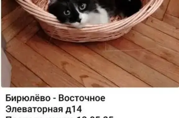 Пропала кошка, Элеваторная ул., 14